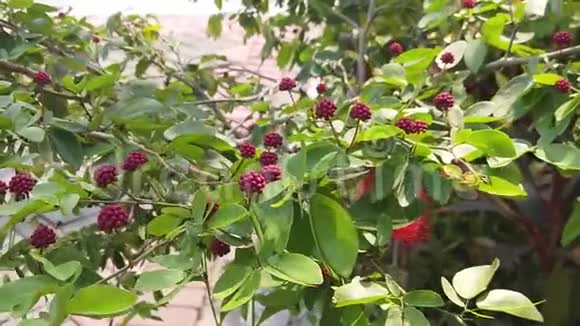 红薄花或卡丽德拉海马托塞帕拉树慢运动足迹视频的预览图