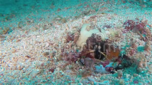 螳螂虾或寄居蟹或清洁虾宏特写菲律宾视频的预览图