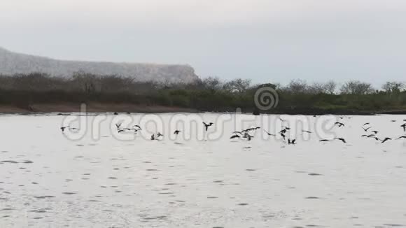 加拉帕戈斯群岛伊斯拉弗洛雷纳的一群食水风暴海燕视频的预览图