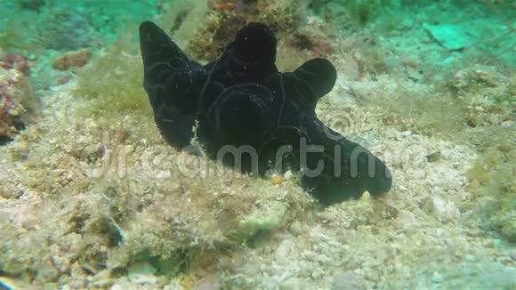 海底蜗牛海或天鹅绒牛裸尾水下有黑色伪装视频的预览图