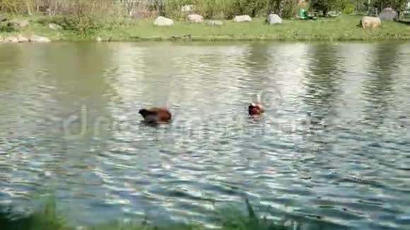 在城市公园的池塘里游泳的鸭子公园鸟类的野生生活视频的预览图