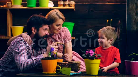 这家人正在用彩色花盆里种花一个拿着肩胛骨和耙子的男孩帮助父母种植视频的预览图
