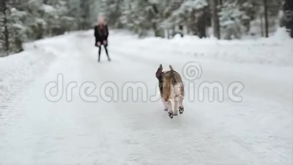 狗比格犬在雪地里奔跑一对可爱的年轻时髦夫妇在阳光明媚的日子里和他们的狗在冬季公园玩得很开心视频的预览图
