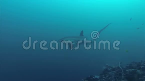 菲律宾马拉帕斯卡岛深蓝海洋中的海雀近距离游泳视频的预览图