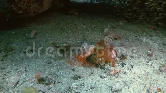 罕见的蝎子鱼特写水下看愤怒和暴躁的维萨扬海菲律宾视频的预览图