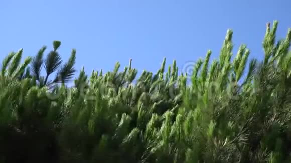 松枝与钉在风中摇曳的蓝天温暖的夏日阳光明媚的圣莫尼卡特写视频的预览图