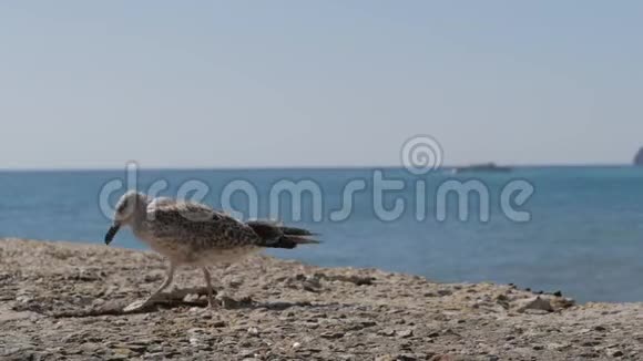 海鸥站在海滩上的一个混凝土码头上视频的预览图