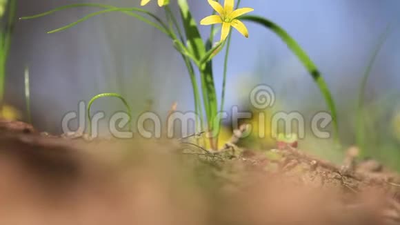 黄林花和昆虫授粉视频的预览图