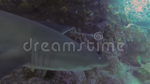 灰护士鲨沙虎鲨或留下蓝海洞的齿鲨视频的预览图