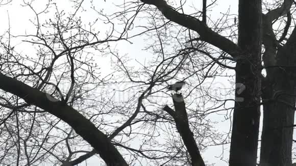 树上的乌鸦吃视频的预览图