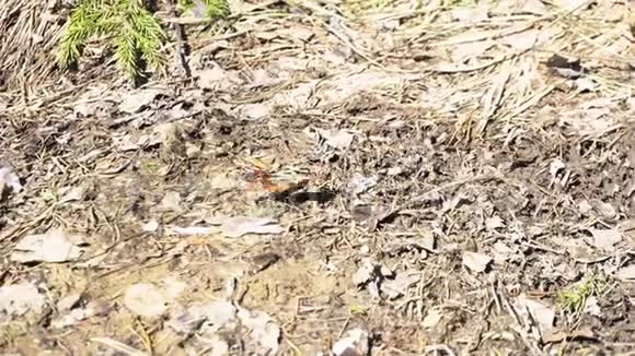 明亮的小蝴蝶在大自然森林中的地上移动昆虫的概念媒体美丽的橙色和黑色视频的预览图