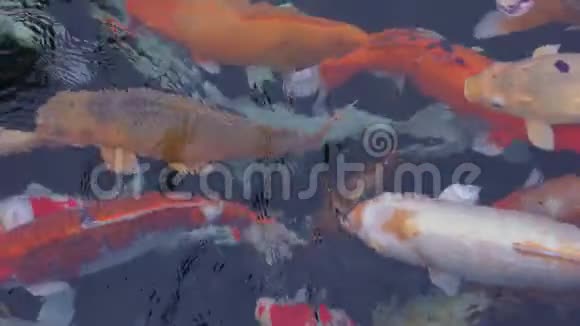 在亚洲有许多红色白色和金色的圣雕巴厘岛蒂塔普普尔温泉视频的预览图