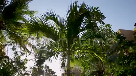 在一个热带墨西哥度假胜地热带棕榈树在微风中轻轻地吹着视频的预览图