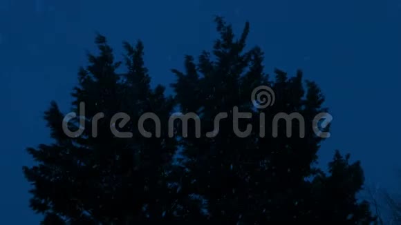 丛林树在夜晚的雪中漫步视频的预览图