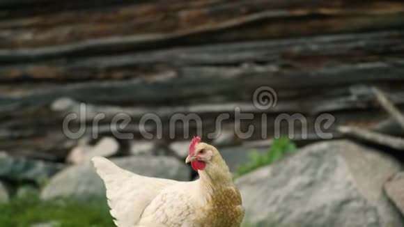 一只白母鸡在木木大厦旁视频的预览图