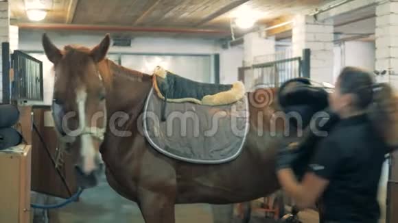 职业骑师把马鞍放在种马上并对它进行管理视频的预览图