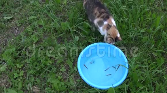 猫钓鱼用爪小鱼在碗里猫的技能视频的预览图