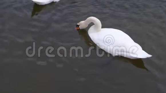 河里有美丽的白色天鹅在水里游泳吃面包视频的预览图