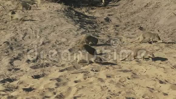 猫鼬在泥土上奔跑视频的预览图