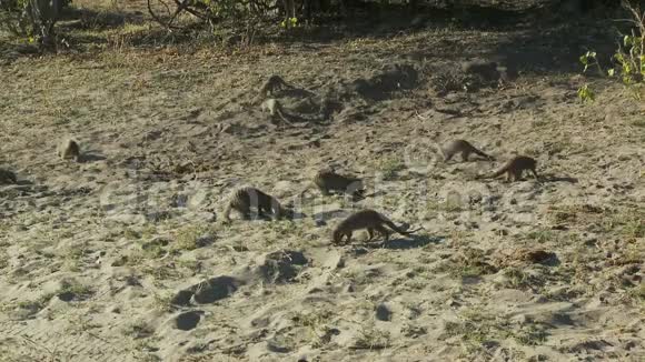 猫鼬在沙滩上玩耍视频的预览图