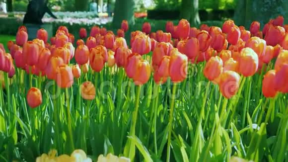 红色和橙色郁金香在绿色草坪背景下荷兰著名的基肯霍夫公园视频的预览图