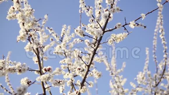 四月的樱花映衬着蓝天视频的预览图