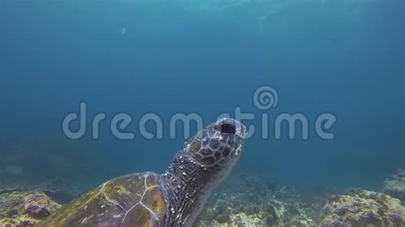 绿海龟或海龟与海雀在澳大利亚的蓝海礁亲密接触视频的预览图