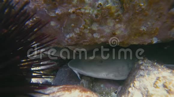 鲨鱼靠近地毯盲鲨或灰色地毯鲨鱼一起休息视频的预览图
