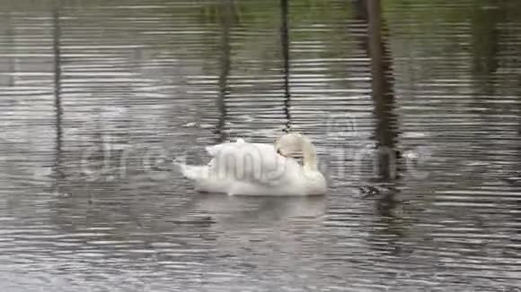 池塘上的天鹅视频的预览图