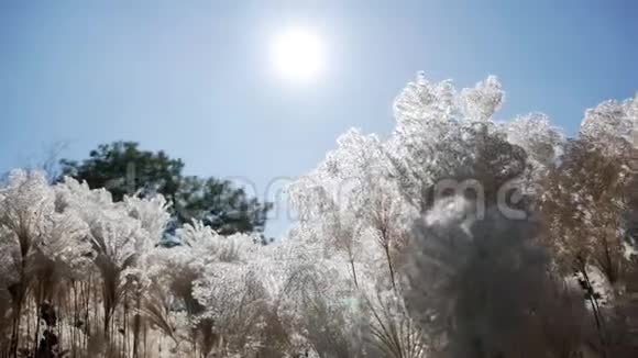 干芦苇在风中摇曳在风中特写干燥的芦苇茎在阳光明媚的天气里随风飘动的干燥植物视频的预览图