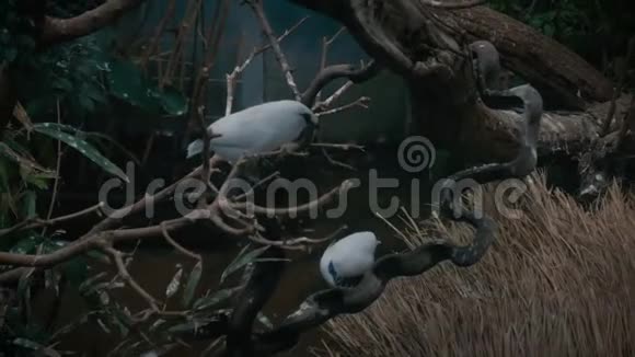 热带小白鸟视频的预览图