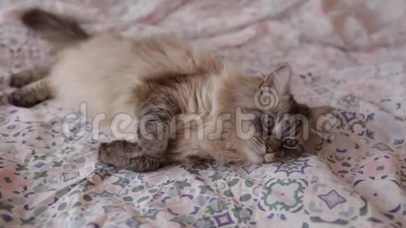 可爱的Neva化妆猫躺在家里的床上感觉很困视频的预览图
