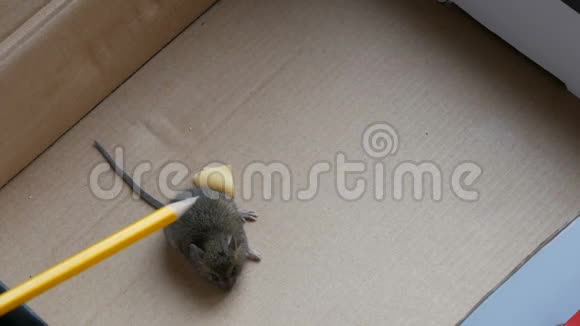 笔触抓住装在纸箱里的灰色小老鼠视频的预览图