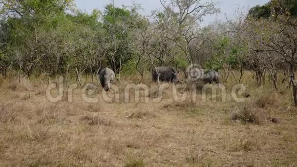 野生非洲白犀牛草原灌木丛中的禾草视频的预览图