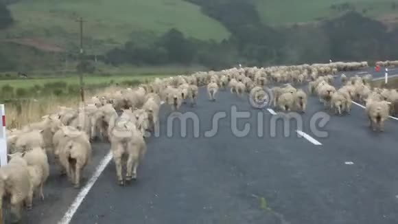 在羊群后面开车视频的预览图