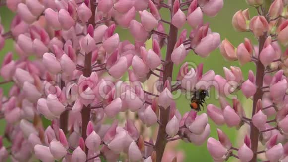 大黄蜂在粉红色羽扇豆花上采蜜慢动作视频的预览图