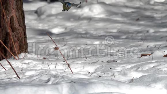 欧亚蓝山雀在雪地里飞来飞去抓一粒向日葵种子动作很慢视频的预览图