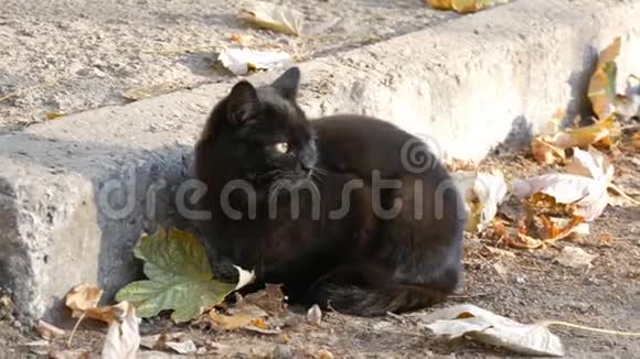 一只黑猫明亮的黄眼睛坐在被秋天落叶包围的街道上视频的预览图