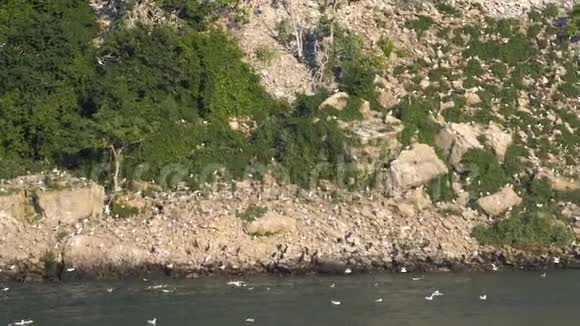岩石悬崖上的海鸥群视频的预览图