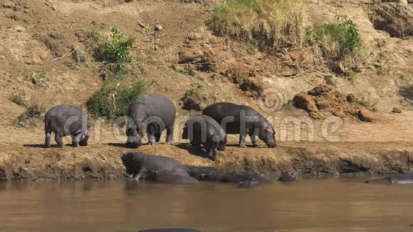 肯尼亚马塞马拉河畔的河马群视频的预览图