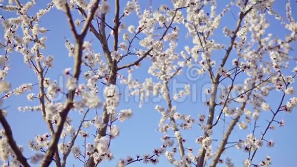 四月的樱花映衬着蓝天视频的预览图