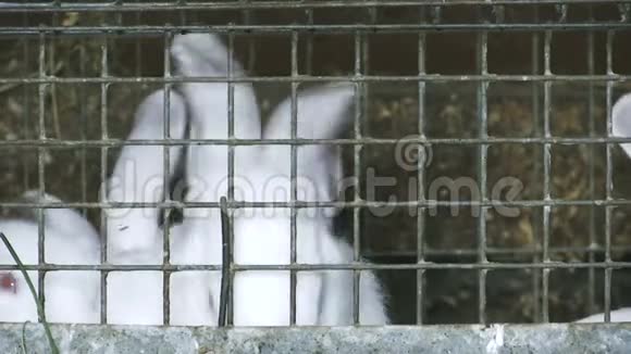 笼子里的一群小兔子视频的预览图