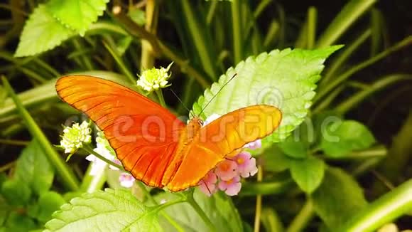 茱莉亚蝴蝶在兰塔纳卡马拉花慢视频的预览图