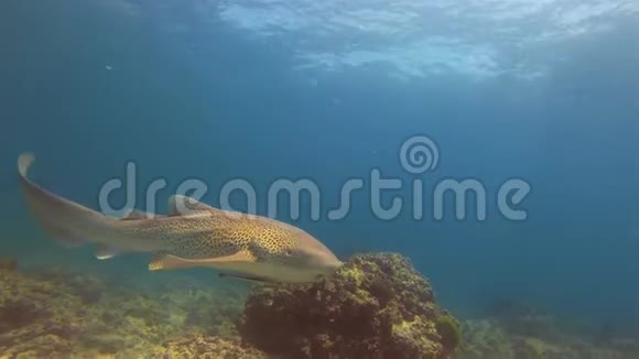 豹鲨在蓝水珊瑚礁和澳大利亚阳光海水中近距离游泳视频的预览图