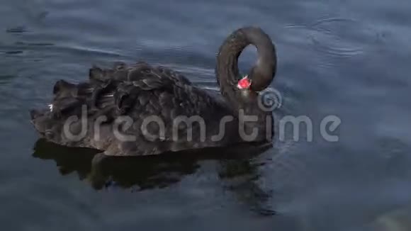 黑天鹅漂浮在水中视频的预览图