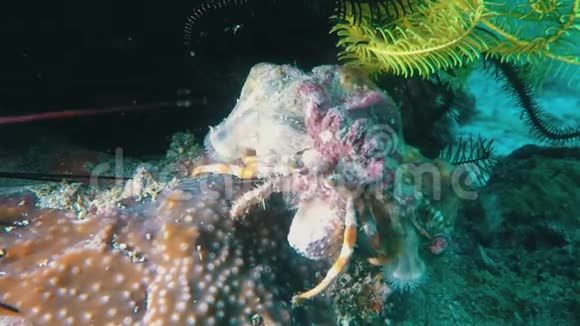 隐蟹海胆和羽毛星碎屑水下珊瑚礁宏观封闭视频的预览图