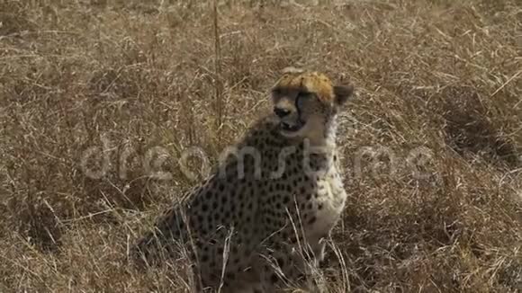 肯尼亚马赛马拉一头坐着的雌性猎豹中射视频的预览图