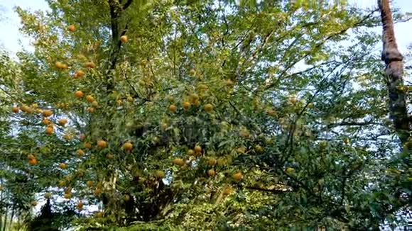 茂密的柑橘树枝条上有成熟的果蔓视频的预览图
