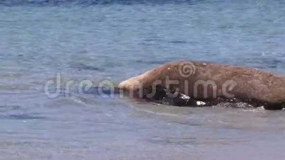 海狮在水上行走视频的预览图