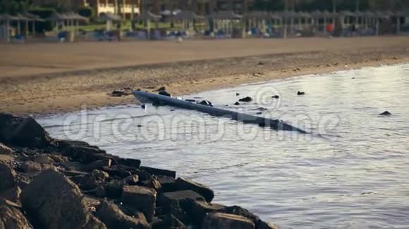 从海滩到大海一条下水道管道正在展示旅馆大楼把污水排入大海视频的预览图